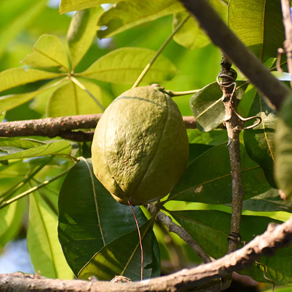 Malabar Chestnut Live Plant (Pachira Aquatica)