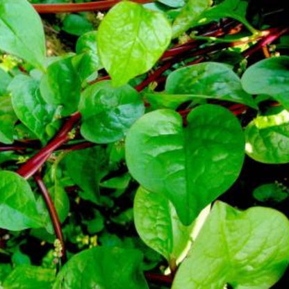 Organic Malabar Spinach/ Kodi Pasalai Seeds - Open Pollinated