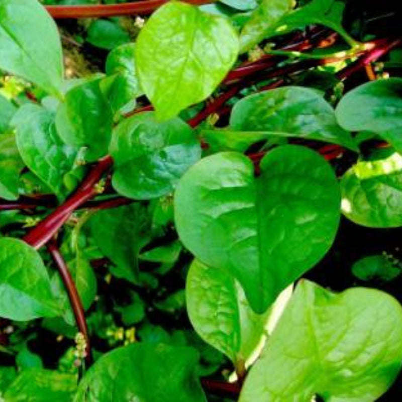 Organic Malabar Spinach Seed Open Pollinated