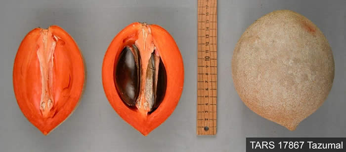 Mamey Sapote Tazumal Live Plant (Pouteria Sapota)