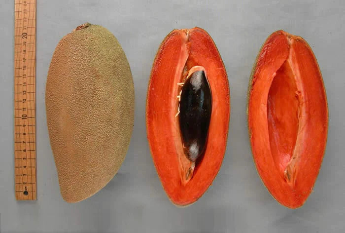 Mamey Sapote Magana Live Plant