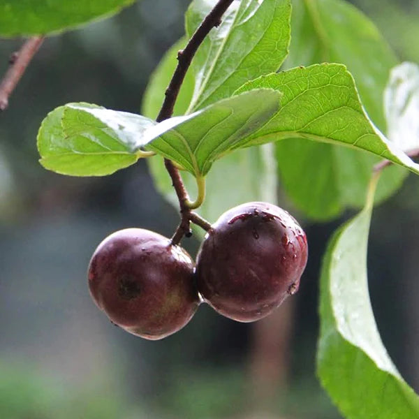 Manila Cherry Live Plant (Flacourtia SP)