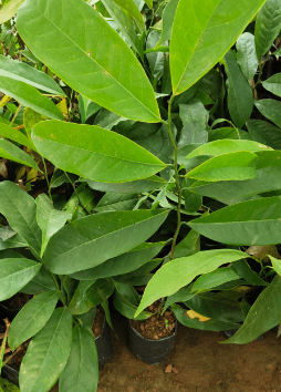 Manoranjitham (Artabotrys hexapetalus) Hari Champa Layered Live Plant