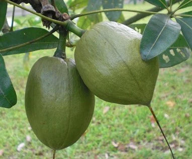 Malabar Chestnut Live Plant (Pachira Aquatica)