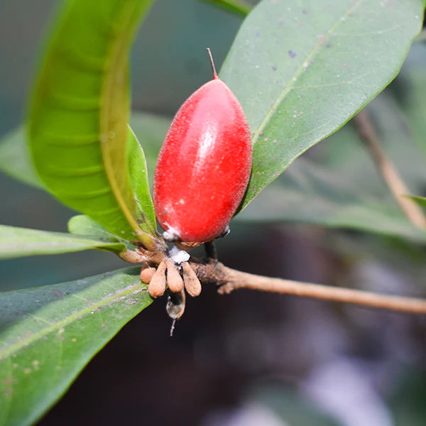 Miracle Fruit Live Plant (Synsepalum Dulcificum)