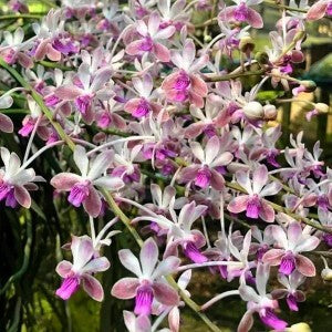 Vandaceous Schledefednia Mitrate x Lamellata - Blooming Size