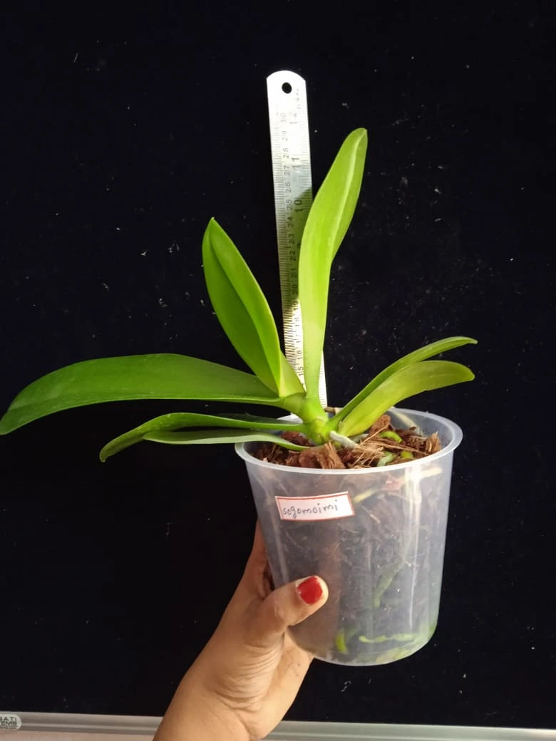 Phalaenopsis Sogo Moimi - Blooming Size