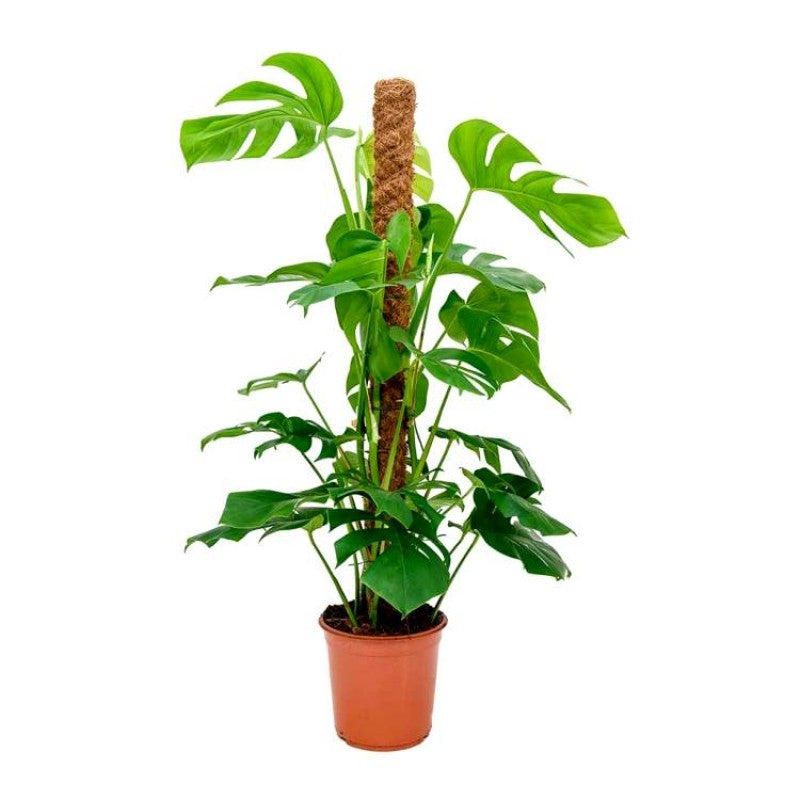 Monstera Deliciosa Indoor Plant with Coir Stick