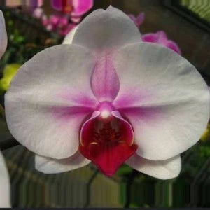 Phalaenopsis Mount Lip - Blooming Size