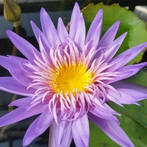 Nymphaea Alexis