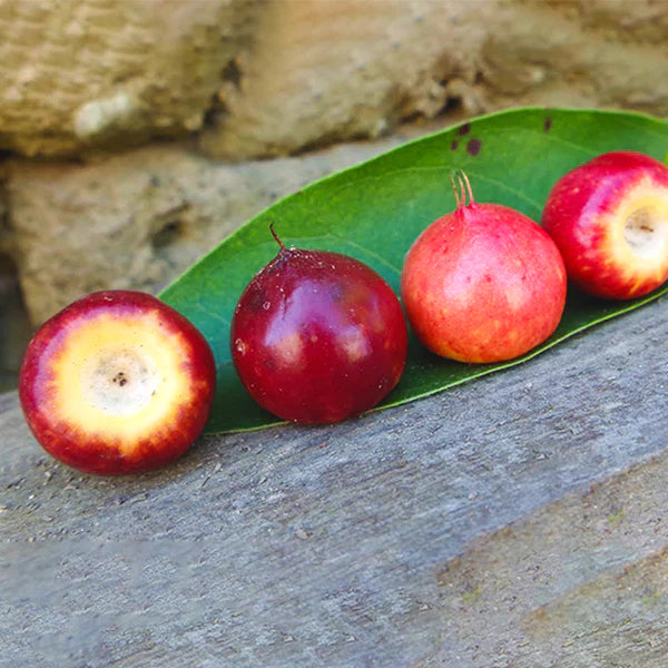 Nance Fruit Red Live Plant (Byrsonima Crassifolia)