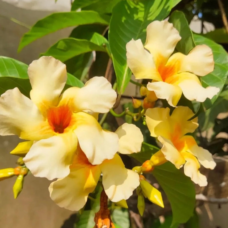 Odontadenia Macrantha Layered Live Plant