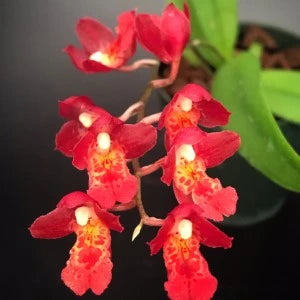 Oncidium Howeara Lava Burst - Blooming Size