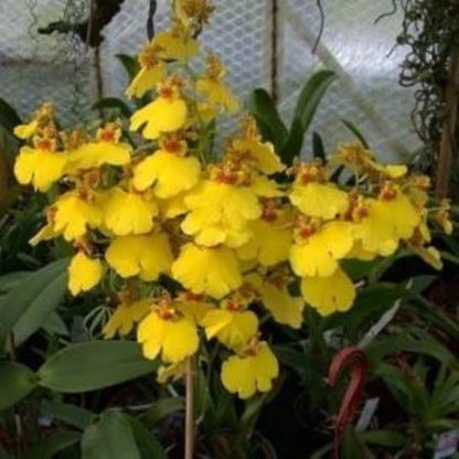 Oncidium Aloha Iwanaga - Blooming Size