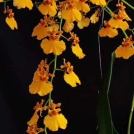 Oncidium Golden Orange - Blooming Size