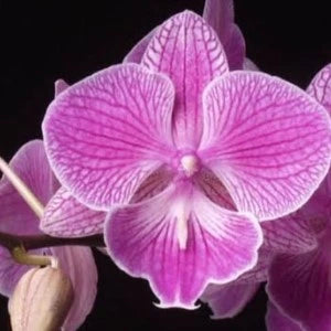 Phalaenopsis Passionate Pink - Blooming Size