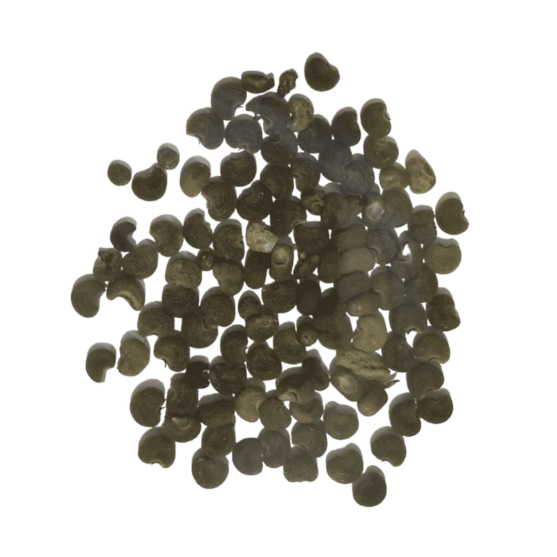 Organic Kasturi Bhindi/Kasturi Okra Seeds - Open Pollinated