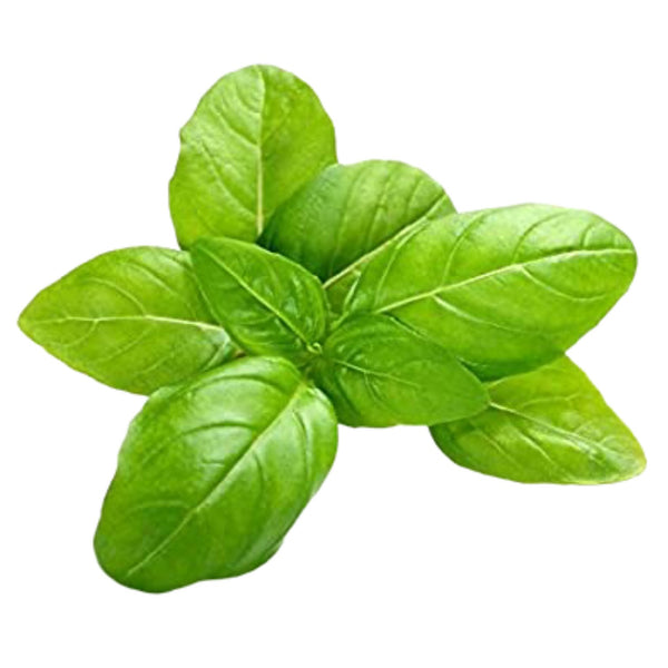 Organic Green Basil Seeds Open Pollinated