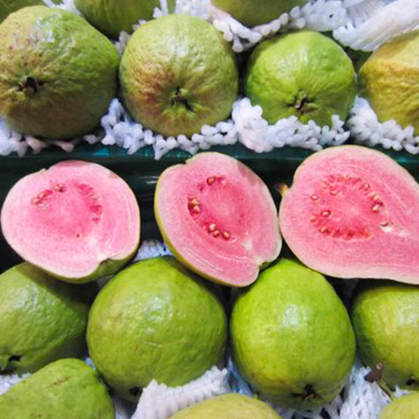 Pink Thai Guava Live Plant (Psidium Guajava)