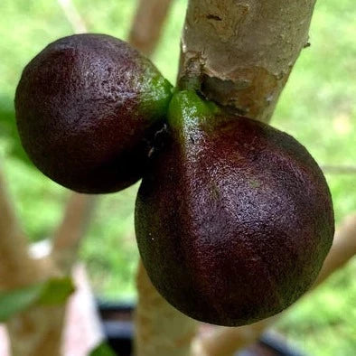 ESALQ Red Jaboticaba Live Plant (Plinia Phitrantha Esalq)