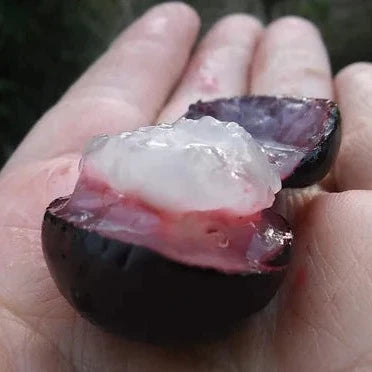 Jaboticaba 'Campo De Ramon' Live Plant (Plinia sp)