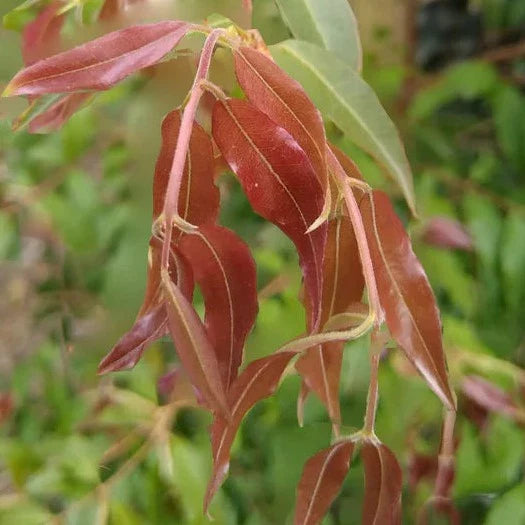 Jaboticaba 'Campo De Ramon' Live Plant (Plinia sp)