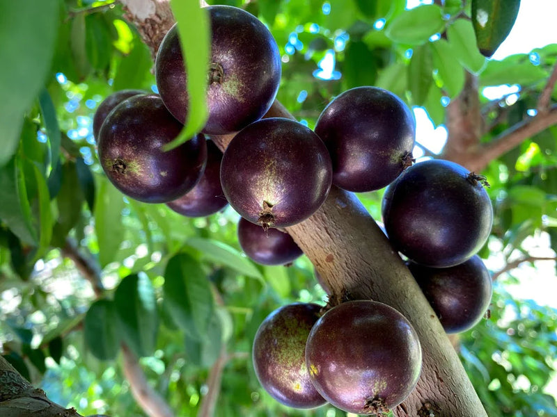 Jaboticaba Grimal Live Plant