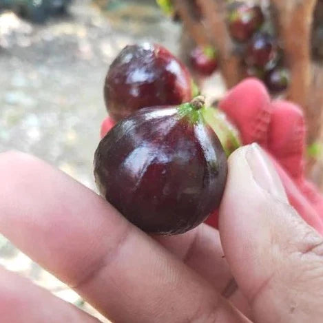 Big Red Pouch Jaboticaba Live Plant (Plinia Sp)