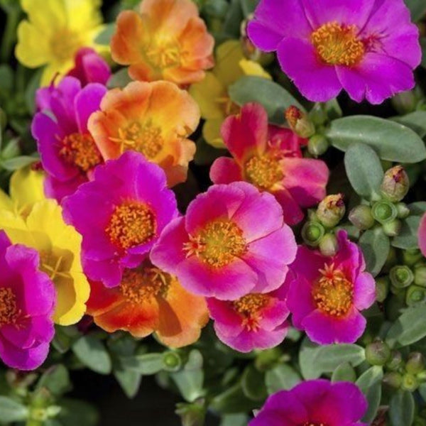 Portulacagrandiflora Mixed Seeds – Seed2Plant