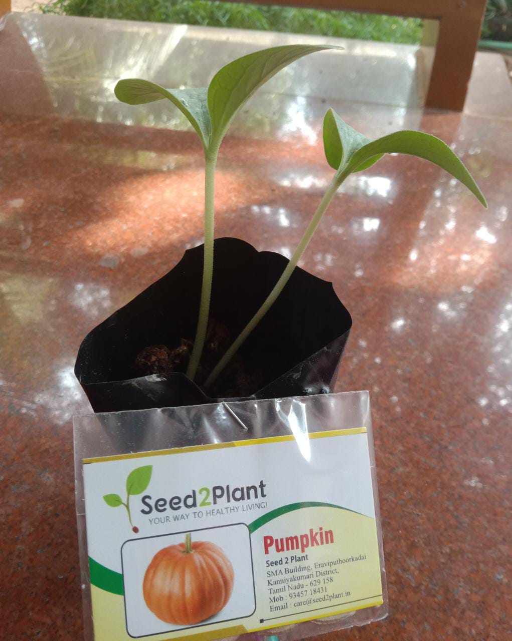 Organic Pumpkin Seeds - Open Pollinated