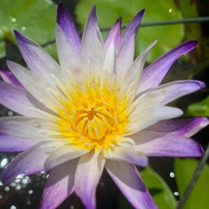 Nymphaea Purple Joy (Tropical Water Lily)