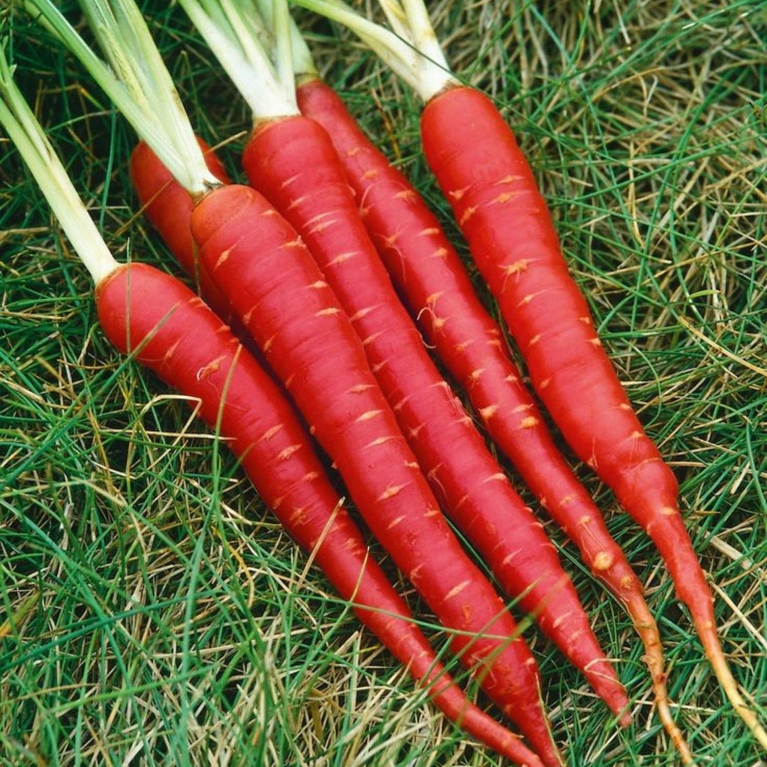 Organic Red Carrot Seeds - Open Pollinated
