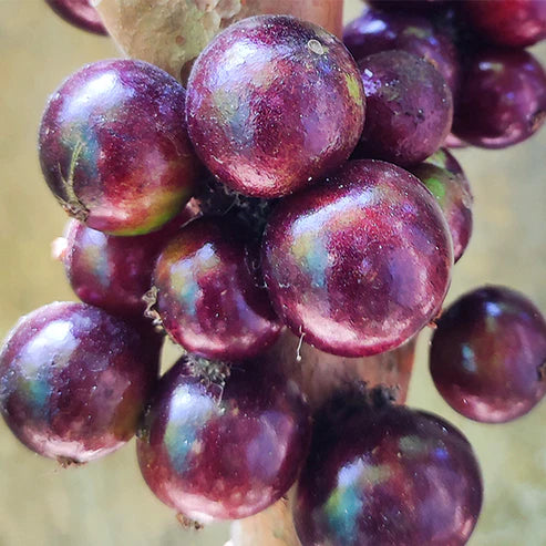 Jaboticaba Red Hybrid Live Plant