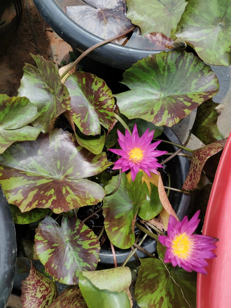 Nymphaea Ruby (Tropical Water Lily)