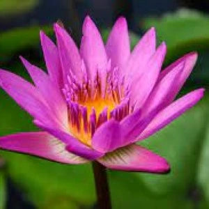 Nymphaea Ruby (Tropical Water Lily)