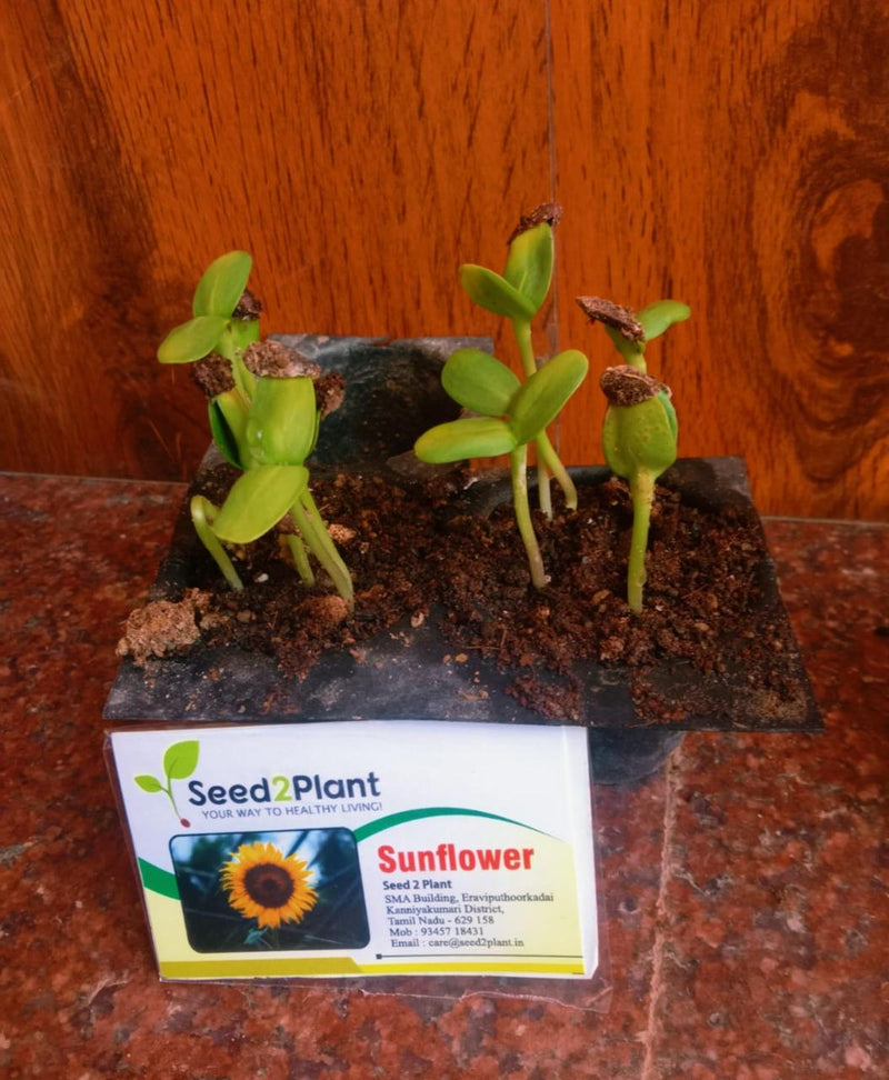 Organic Sunflower Seeds - Hybrid