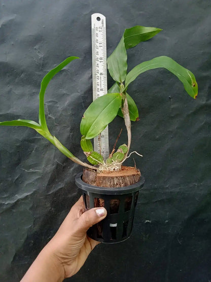 Dendrobium Sulcatum - Blooming Size