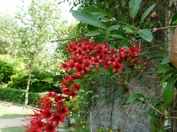 Combretum Coccineum Live Plant