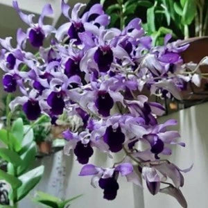 Dendrobium Serene Chang (Seedling)