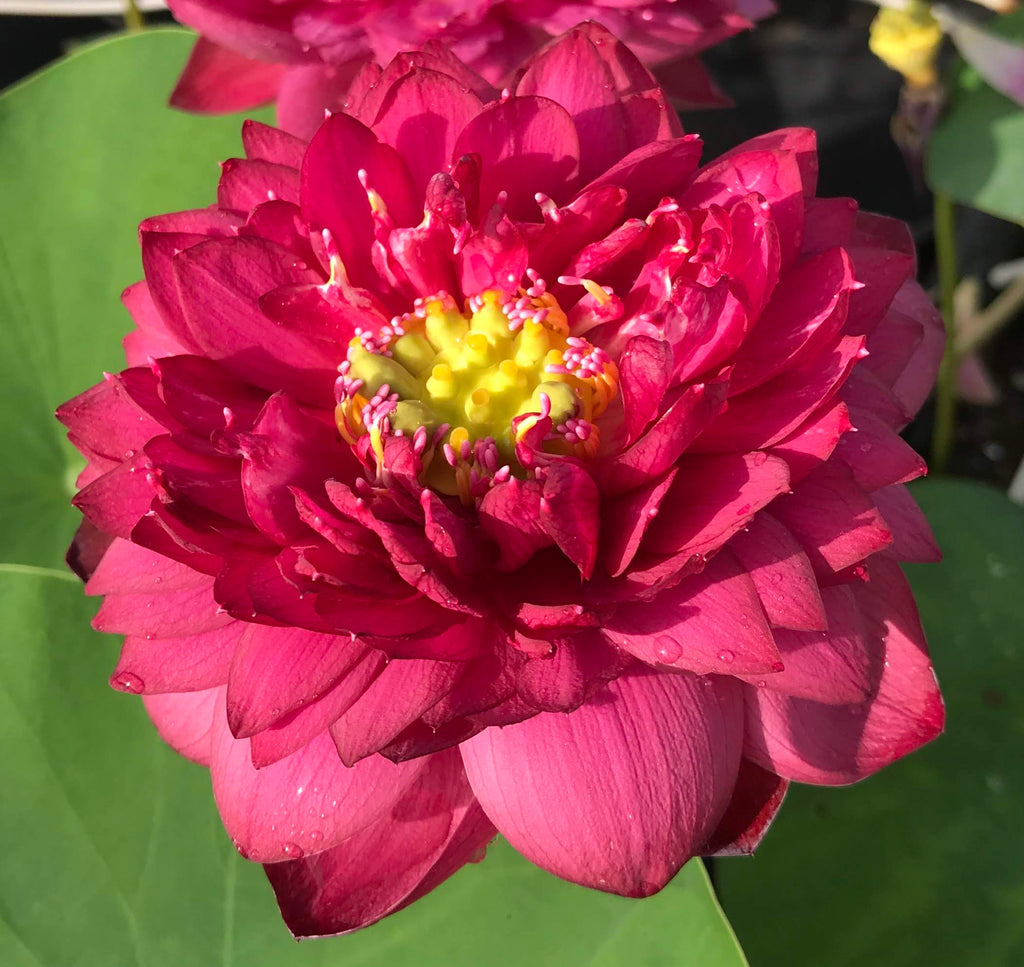Lotus Siam Ruby Tuber