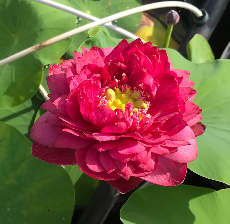 Lotus Siam Ruby Tuber