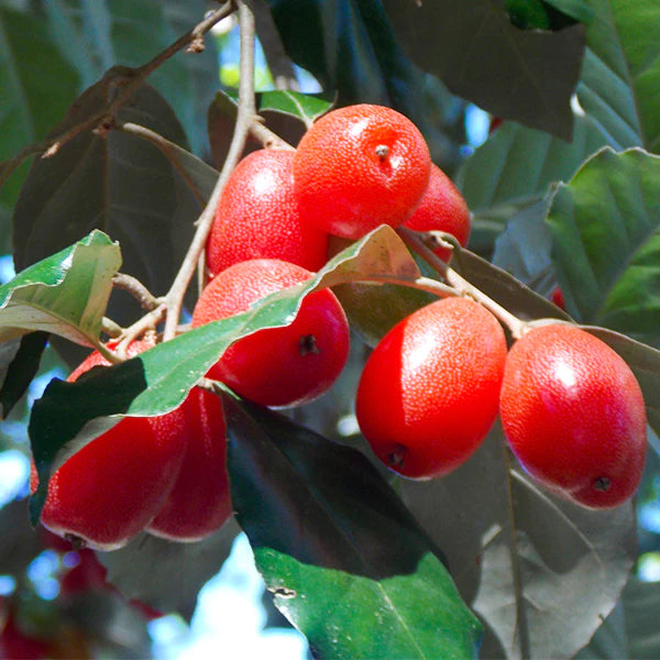 Silver Berry Live Plant (Elaeagnus Commutata)