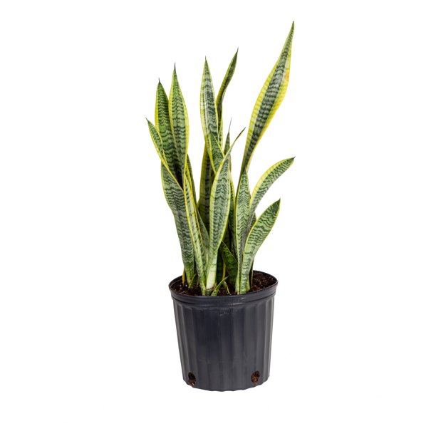 Snake Plant – Seed2Plant