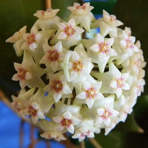 Hoya SP Bogor