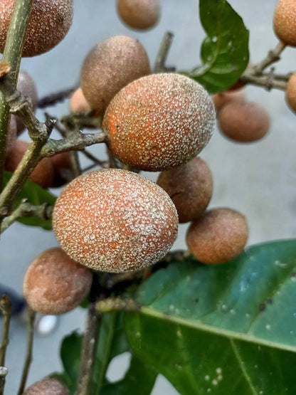 Madhubilata Live Plant (Stixis Suaveolens)