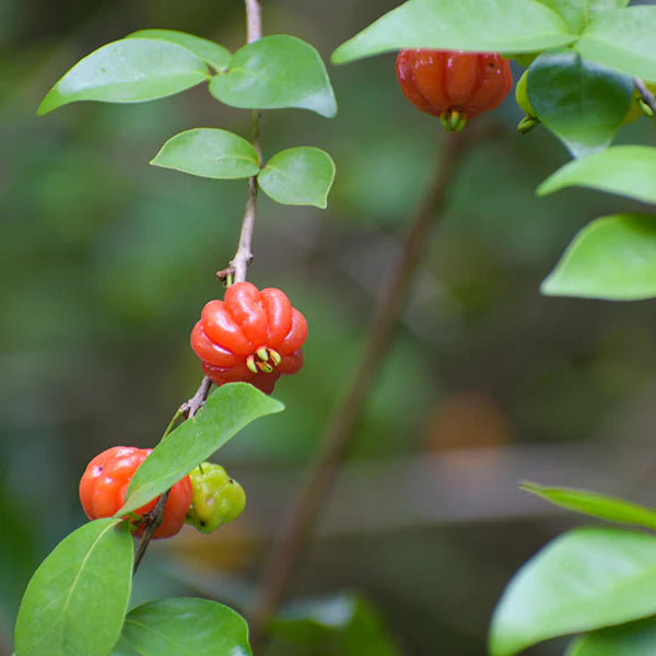 Surinam Cherry Red Live Plant (Eugenia Uniflora)