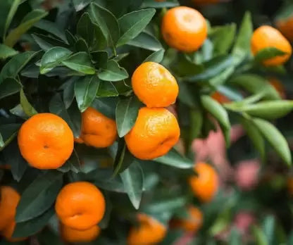 Sweet Bush Orange Grafted Live plant