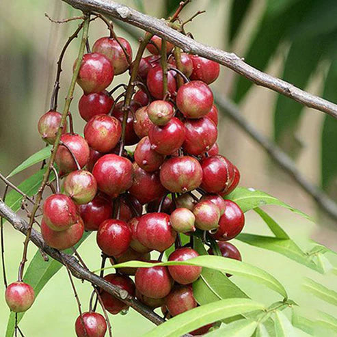 Terengganu Cherry Live Plant (Lepisanthes Alata)