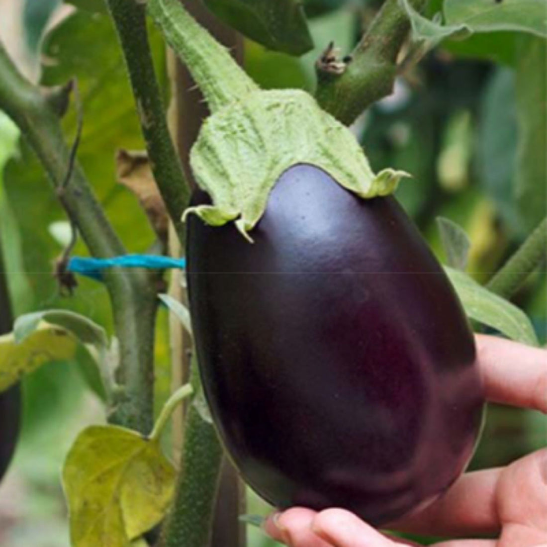 Organic Thorny Brinjal Seeds - Open Pollinated