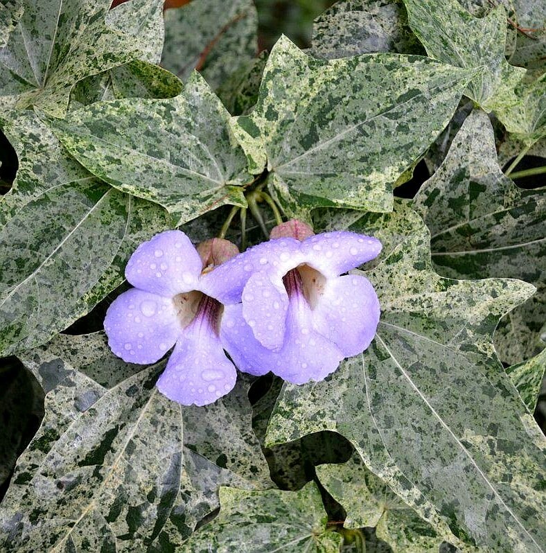 Variegated Thunbergia Grandiflora Vine Live Plant